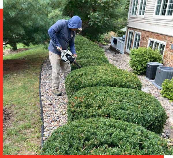 Windsor Tree Trimming and Shrub Pruning Services