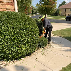 Shrub Pruning Trimming Services